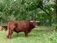 Highland Cattle Stock Bull Achadh 22nd of Gotsgarten