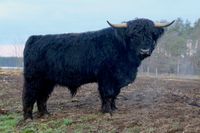 Stock Bull Aonghas Dubh of Appelcross