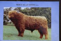 Great Grandsire: Moluag of Tinto